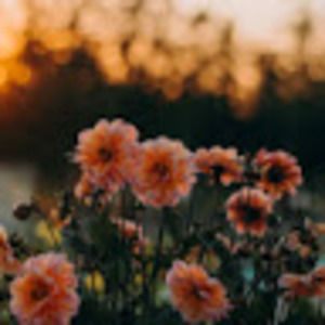 Meet your Posher, Claire